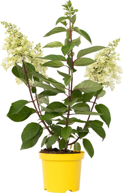 Plant in a Box - Hydrangea paniculata Candlelight - Hortensia - Winterhard - Pot 19cm - Hoogte 25-40cm