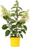 Plant in a Box - Hydrangea paniculata Candlelight - Hortensia - Winterhard - Pot 19cm - Hoogte 25-40cm