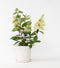 Plant in a Box - Hydrangea paniculata Candlelight - Hortensia - Winterhard - Pot 19cm - Hoogte 25-40cm