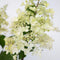 Plant in a Box - Hydrangea paniculata Candlelight - Hortensia - Winterhard - Pot 19cm - Hoogte 25-40cm