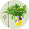 Plant in a Box - Hydrangea paniculata Candlelight - Hortensia - Winterhard - Pot 19cm - Hoogte 25-40cm