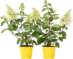 Plant in a Box - Hydrangea paniculata Candlelight - Set van 2 - Hortensia - Winterhard - Pot 19cm - Hoogte 25-40cm