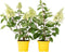 Plant in a Box - Hydrangea paniculata Candlelight - Set van 2 - Hortensia - Winterhard - Pot 19cm - Hoogte 25-40cm