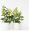 Plant in a Box - Hydrangea paniculata Candlelight - Set van 2 - Hortensia - Winterhard - Pot 19cm - Hoogte 25-40cm