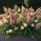 Plant in a Box - Hydrangea paniculata Candlelight - Set van 2 - Hortensia - Winterhard - Pot 19cm - Hoogte 25-40cm