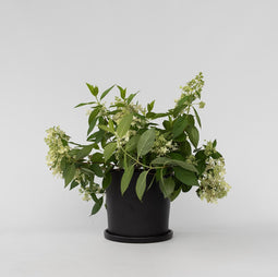 Plant in a Box - Hydrangea paniculata 'Confetti' - Hortensia - Pluimhortensia - Pluimvormige bloemen - Pot 19cm - Hoogte 25-40cm