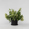Plant in a Box - Hydrangea paniculata 'Confetti' - Hortensia - Pluimhortensia - Pluimvormige bloemen - Pot 19cm - Hoogte 25-40cm
