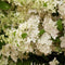 Plant in a Box - Hydrangea paniculata 'Confetti' - Hortensia - Pluimhortensia - Pluimvormige bloemen - Pot 19cm - Hoogte 25-40cm
