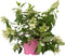 Plant in a Box - Hydrangea paniculata 'Confetti' - Hortensia - Pluimhortensia - Pluimvormige bloemen - Pot 19cm - Hoogte 25-40cm