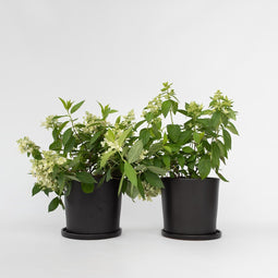 Plant in a Box - Hydrangea paniculata 'Confetti' - Set va 2 - Hortensia - Pluimhortensia - Pluimvormige bloemen - Pot 19cm - Hoogte 25-40cm