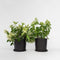 Plant in a Box - Hydrangea paniculata 'Confetti' - Set va 2 - Hortensia - Pluimhortensia - Pluimvormige bloemen - Pot 19cm - Hoogte 25-40cm