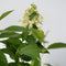 Plant in a Box - Hydrangea paniculata 'Confetti' - Set va 2 - Hortensia - Pluimhortensia - Pluimvormige bloemen - Pot 19cm - Hoogte 25-40cm