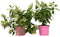 Plant in a Box - Hydrangea paniculata 'Confetti' - Set va 2 - Hortensia - Pluimhortensia - Pluimvormige bloemen - Pot 19cm - Hoogte 25-40cm