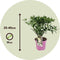 Plant in a Box - Hydrangea paniculata 'Confetti' - Set va 2 - Hortensia - Pluimhortensia - Pluimvormige bloemen - Pot 19cm - Hoogte 25-40cm