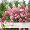 Plant in a Box - Hydrangea paniculata Diamond - Set van 2 - Pot 17cm - Hoogte 30-40cm