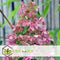 Plant in a Box - Hydrangea paniculata Diamond - Set van 2 - Pot 17cm - Hoogte 30-40cm