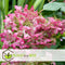 Plant in a Box - Hydrangea paniculata Diamond - Set van 2 - Pot 17cm - Hoogte 30-40cm