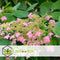Plant in a Box - Hydrangea paniculata Diamond - Set van 2 - Pot 17cm - Hoogte 30-40cm
