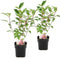 Plant in a Box - Hydrangea paniculata Diamond - Set van 2 - Pot 17cm - Hoogte 30-40cm