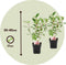 Plant in a Box - Hydrangea paniculata Diamond - Set van 2 - Pot 17cm - Hoogte 30-40cm