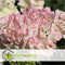 Plant in a Box - Hydrangea paniculata Diamond - Set van 4 - Pot 17cm - Hoogte 30-40cm