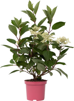 Plant in a Box - Hydrangea paniculata Early Harry - Pluimhortesia - Pot 19cm - Hoogte 25-40cm