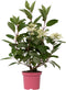 Plant in a Box - Hydrangea paniculata Early Harry - Pluimhortesia - Pot 19cm - Hoogte 25-40cm