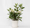 Plant in a Box - Hydrangea paniculata Early Harry - Pluimhortesia - Pot 19cm - Hoogte 25-40cm