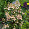 Plant in a Box - Hydrangea paniculata Early Harry - Pluimhortesia - Pot 19cm - Hoogte 25-40cm