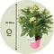 Plant in a Box - Hydrangea paniculata Early Harry - Pluimhortesia - Pot 19cm - Hoogte 25-40cm