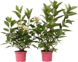 Plant in a Box - Hydrangea paniculata Early Harry - Set van 2 - Pluimhortesia - Pot 19cm - Hoogte 25-40cm