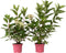 Plant in a Box - Hydrangea paniculata Early Harry - Set van 2 - Pluimhortesia - Pot 19cm - Hoogte 25-40cm