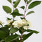 Plant in a Box - Hydrangea paniculata Early Harry - Set van 2 - Pluimhortesia - Pot 19cm - Hoogte 25-40cm