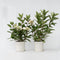 Plant in a Box - Hydrangea paniculata Early Harry - Set van 2 - Pluimhortesia - Pot 19cm - Hoogte 25-40cm