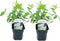 Plant in a Box - Hydrangea paniculata 'Grandiflora' - Set van 2 - Pluimhortensia - pot 17cm - Hoogte 30-40cm - winterhard - tuinplant