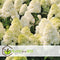 Plant in a Box - Hydrangea paniculata 'Grandiflora' - Set van 2 - Pluimhortensia - pot 17cm - Hoogte 30-40cm - winterhard - tuinplant