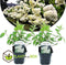 Plant in a Box - Hydrangea paniculata 'Grandiflora' - Set van 2 - Pluimhortensia - pot 17cm - Hoogte 30-40cm - winterhard - tuinplant