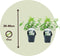 Plant in a Box - Hydrangea paniculata 'Grandiflora' - Set van 2 - Pluimhortensia - pot 17cm - Hoogte 30-40cm - winterhard - tuinplant