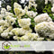 Plant in a Box - Hydrangea paniculata 'Grandiflora' - Set van 4 - Pluimhortensia - pot 17cm - Hoogte 30-40cm - winterhard - tuinplant