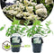 Plant in a Box - Hydrangea paniculata 'Grandiflora' - Set van 4 - Pluimhortensia - pot 17cm - Hoogte 30-40cm - winterhard - tuinplant