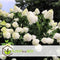 Plant in a Box - Hydrangea paniculata 'Grandiflora' - Set van 4 - Pluimhortensia - pot 17cm - Hoogte 30-40cm - winterhard - tuinplant