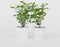 Plant in a Box - Hydrangea paniculata 'Grandiflora' - Set van 4 - Pluimhortensia - pot 17cm - Hoogte 30-40cm - winterhard - tuinplant