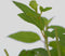 Plant in a Box - Hydrangea paniculata 'Grandiflora' - Set van 4 - Pluimhortensia - pot 17cm - Hoogte 30-40cm - winterhard - tuinplant