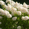 Plant in a Box - Hydrangea paniculata 'Grandiflora' - Set van 4 - Pluimhortensia - pot 17cm - Hoogte 30-40cm - winterhard - tuinplant