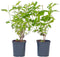 Plant in a Box - Hydrangea paniculata 'Grandiflora' - Set van 4 - Pluimhortensia - pot 17cm - Hoogte 30-40cm - winterhard - tuinplant