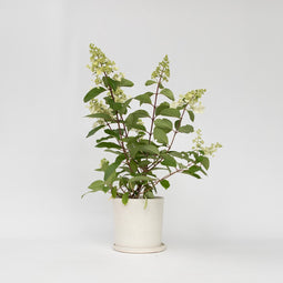 Plant in a Box - Hydrangea paniculata 'Pinky Winky' - Roze pluimhortensia winterhard - Pot 19cm - Hoogte 25-40cm