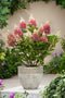 Plant in a Box - Hydrangea paniculata 'Pinky Winky' - Roze pluimhortensia winterhard - Pot 19cm - Hoogte 25-40cm