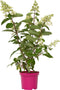Plant in a Box - Hydrangea paniculata 'Pinky Winky' - Roze pluimhortensia winterhard - Pot 19cm - Hoogte 25-40cm