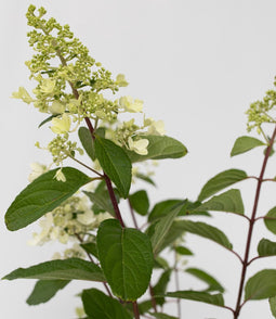 Plant in a Box - Hydrangea paniculata 'Pinky Winky' - Set van 2 - Roze pluimhortensia winterhard - Pot 19cm - Hoogte 25-40cm
