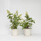 Plant in a Box - Hydrangea paniculata 'Pinky Winky' - Set van 2 - Roze pluimhortensia winterhard - Pot 19cm - Hoogte 25-40cm